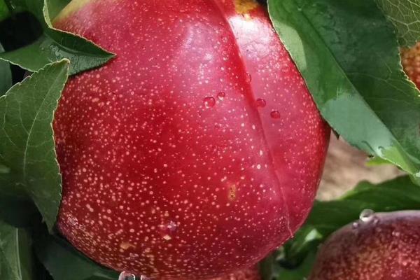 种桃子种哪个品种好,推荐金秋红蜜、中油27桃等