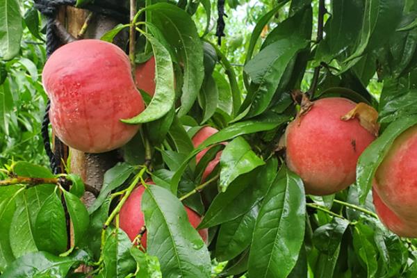 种桃子种哪个品种好,推荐金秋红蜜、中油27桃等