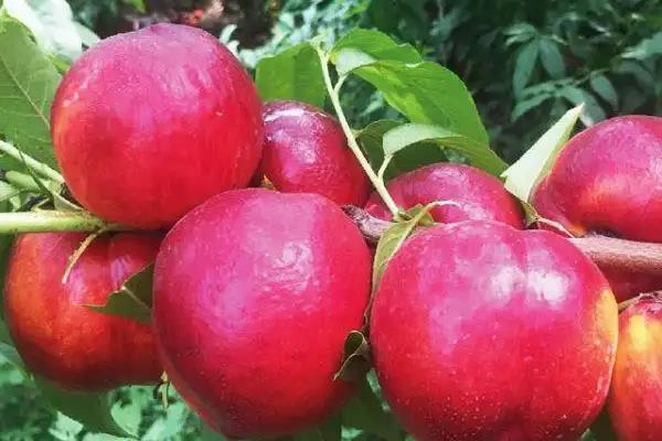 种桃子种哪个品种好,推荐金秋红蜜、中油27桃等