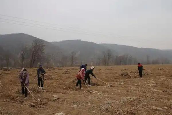 怎么种植金蝉卵枝，种植时间通常在6-7月份