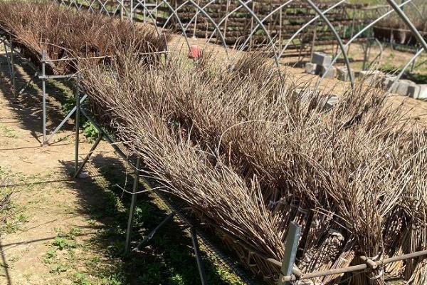 怎么种植金蝉卵枝，种植时间通常在6-7月份