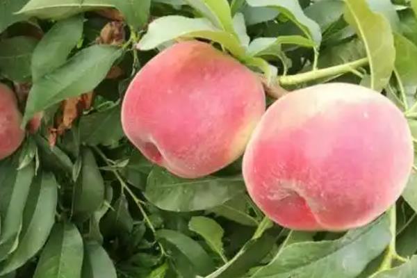 种桃子种哪个品种好,推荐金秋红蜜、中油27桃等