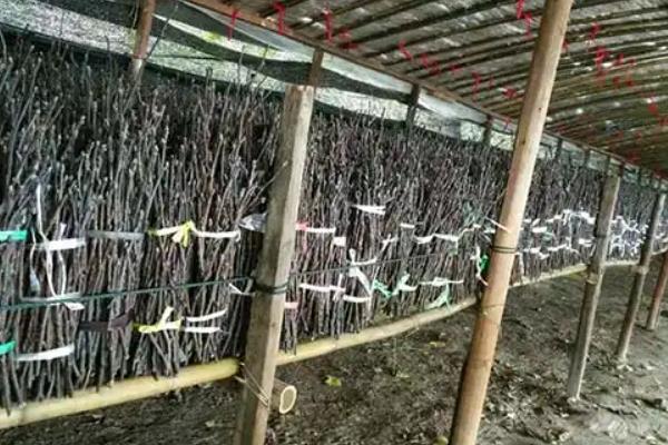 怎么种植金蝉卵枝，种植时间通常在6-7月份