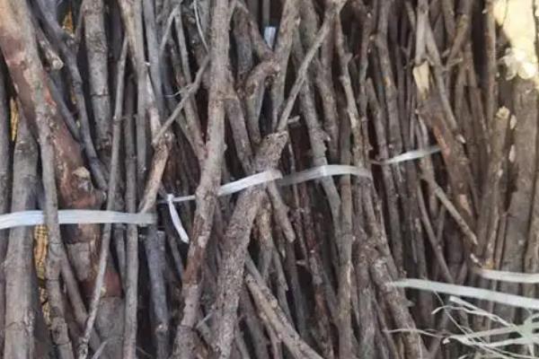 怎么种植金蝉卵枝，种植时间通常在6-7月份
