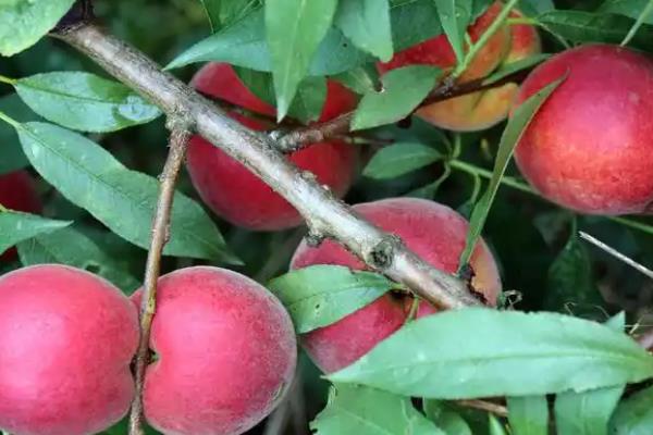 种桃子种哪个品种好,推荐金秋红蜜、中油27桃等