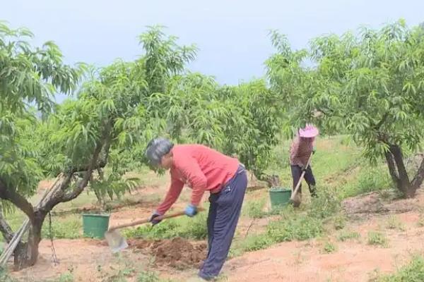 种桃子种哪个品种好,推荐金秋红蜜、中油27桃等