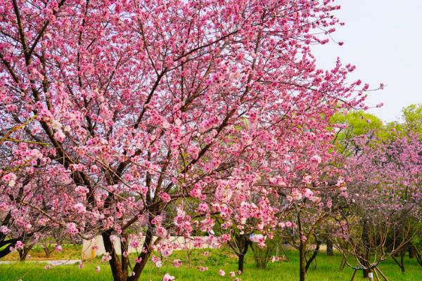 种桃子种哪个品种好,推荐金秋红蜜、中油27桃等