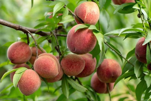 种桃子种哪个品种好,推荐金秋红蜜、中油27桃等