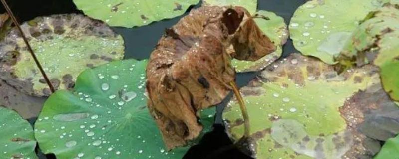 莲藕腐败枯萎病如何防治，首先可选择抗病良种