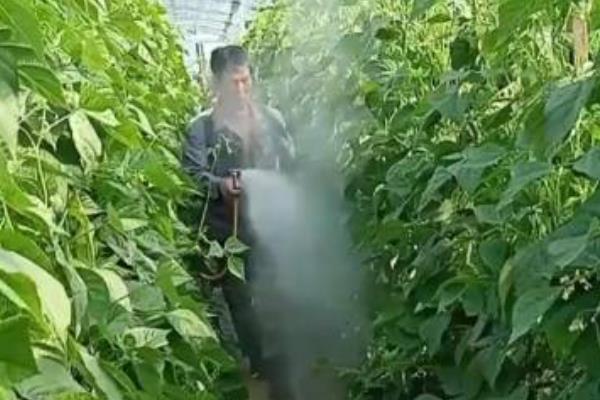 大棚菜豆为什么缺乏微量元素，光照过强、吸磷过多均容易缺锌