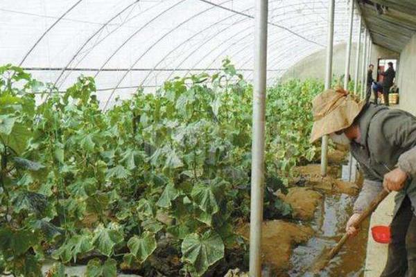 大棚菜豆为什么缺乏微量元素，光照过强、吸磷过多均容易缺锌
