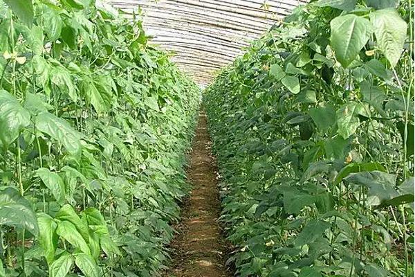 大棚菜豆为什么缺乏微量元素，光照过强、吸磷过多均容易缺锌
