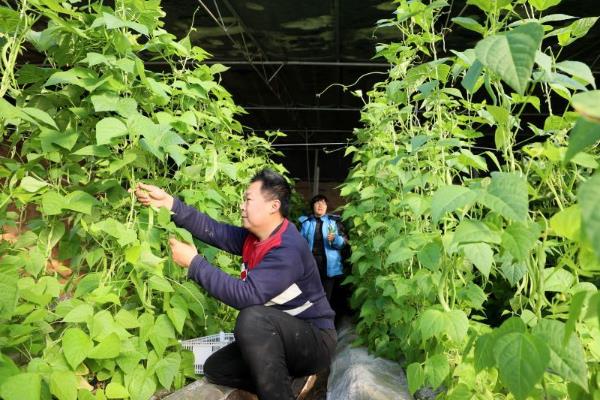 大棚菜豆为什么缺乏微量元素，光照过强、吸磷过多均容易缺锌
