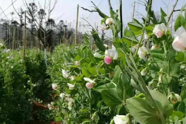 大棚菜豆为什么缺乏微量元素，光照过强、吸磷过多均容易缺锌