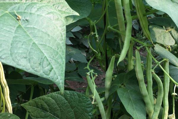 大棚菜豆为什么缺乏微量元素，光照过强、吸磷过多均容易缺锌