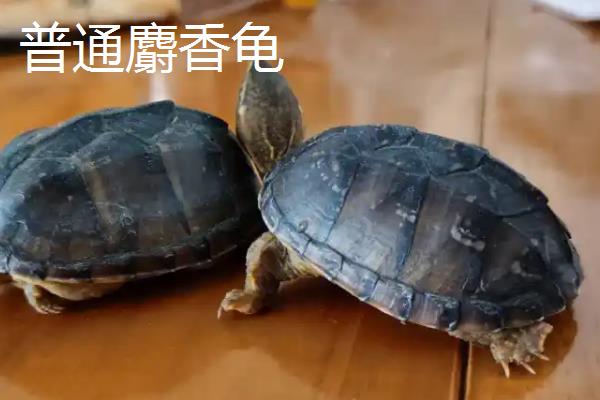 迷你麝香龟和普通麝香龟的区别，体型和腹甲长度均不同