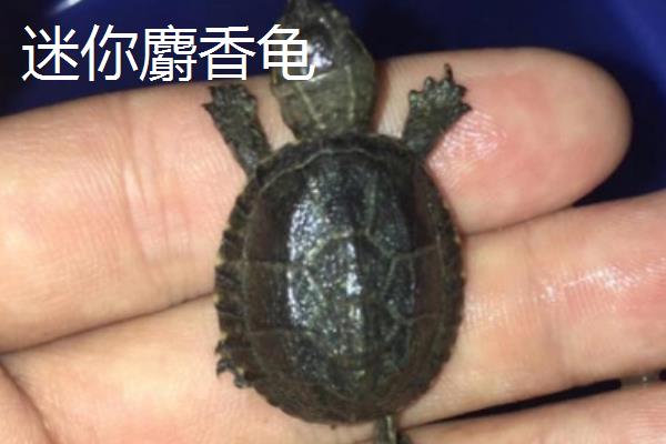 迷你麝香龟和普通麝香龟的区别，体型和腹甲长度均不同
