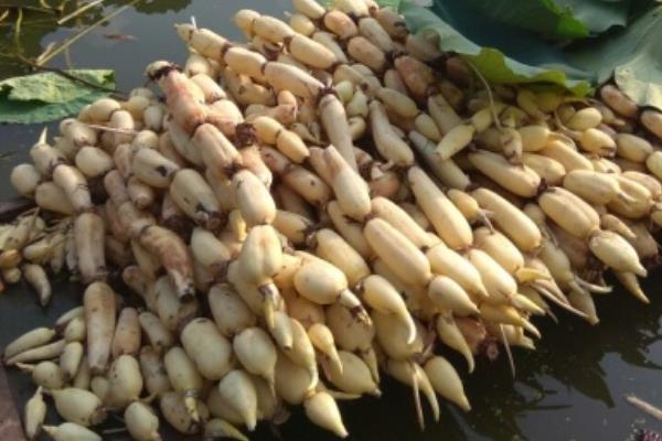 莲藕腐败枯萎病如何防治,首先可选择抗病良种