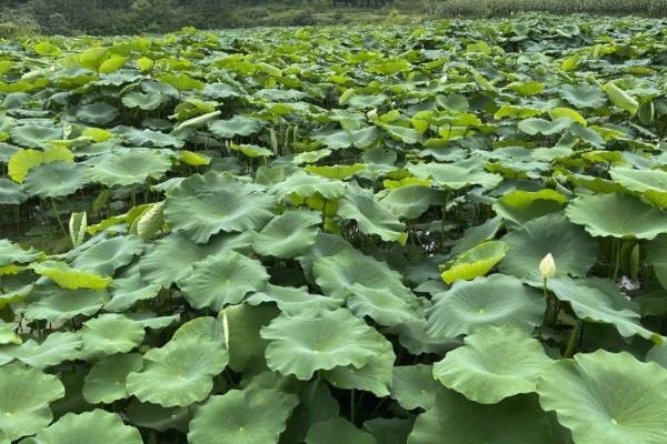 莲藕腐败枯萎病如何防治,首先可选择抗病良种