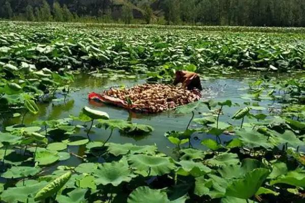 莲藕腐败枯萎病如何防治,首先可选择抗病良种