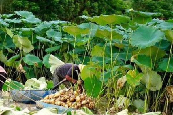 莲藕腐败枯萎病如何防治,首先可选择抗病良种