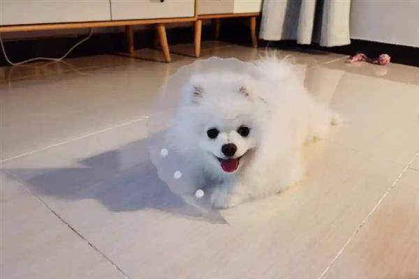 家里养宠物要准备什么东西，伊丽莎白圈是必备的医用工具