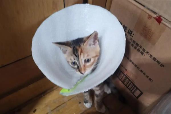 家里养宠物要准备什么东西，伊丽莎白圈是必备的医用工具