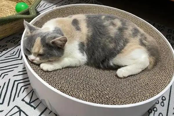 犬猫高脂血症怎么治疗，饲喂复合维生素可降低血脂