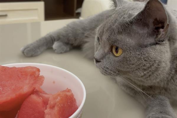 犬猫高脂血症怎么治疗，饲喂复合维生素可降低血脂