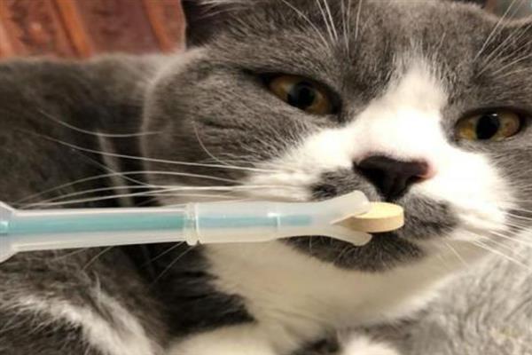 犬猫高脂血症怎么治疗，饲喂复合维生素可降低血脂