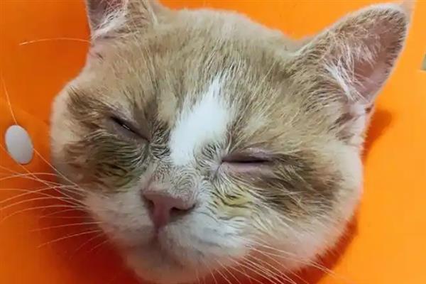 犬猫高脂血症怎么治疗，饲喂复合维生素可降低血脂