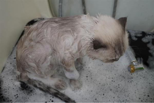 犬猫高脂血症怎么治疗，饲喂复合维生素可降低血脂