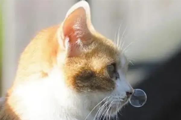 犬猫高脂血症怎么治疗，饲喂复合维生素可降低血脂
