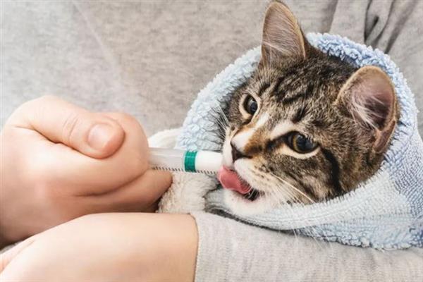 犬猫高脂血症怎么治疗，饲喂复合维生素可降低血脂