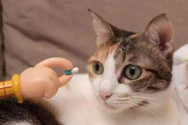 犬猫高脂血症怎么治疗，饲喂复合维生素可降低血脂