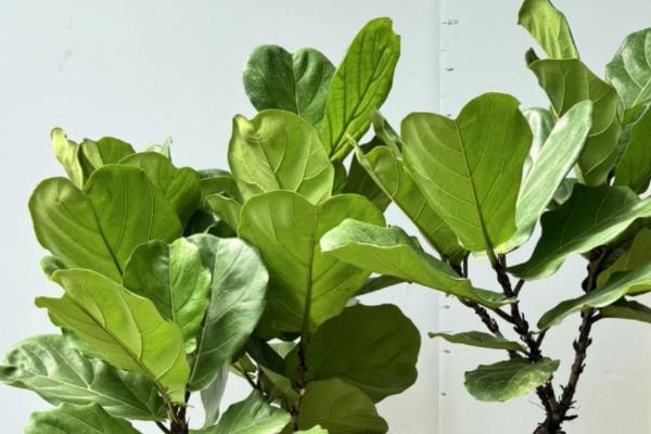 琴叶榕的叶片为什么大面积变褐色，缺少水分或光照、土壤的透气性差等因素都会导致