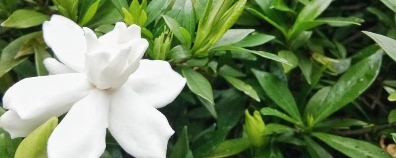 栀子花冬天能不能剪枝，可以在冬天给栀子花剪枝