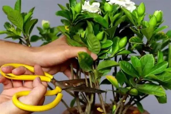栀子花冬天能不能剪枝，可以在冬天给栀子花剪枝