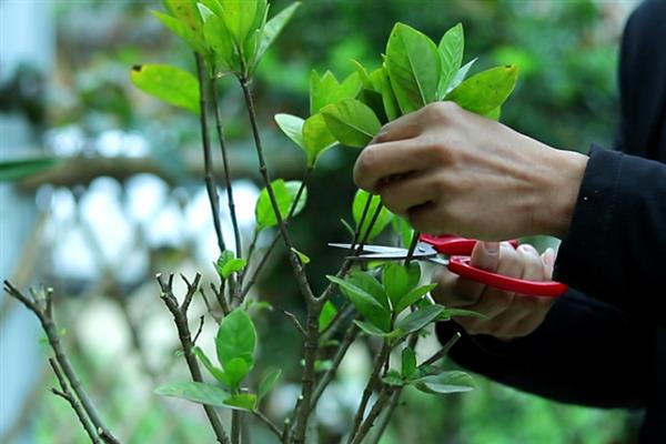 栀子花冬天能不能剪枝，可以在冬天给栀子花剪枝