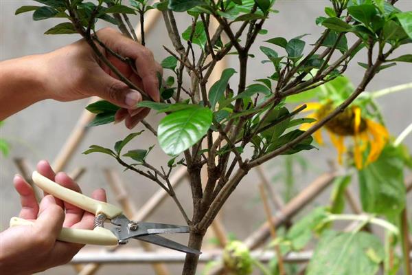 栀子花冬天能不能剪枝，可以在冬天给栀子花剪枝