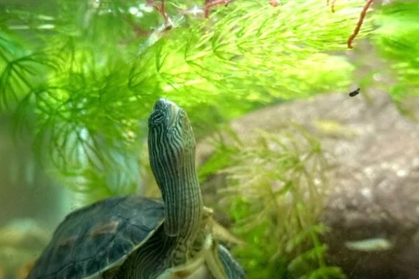 中华花龟的饲养方法，喜欢生活在浅水中