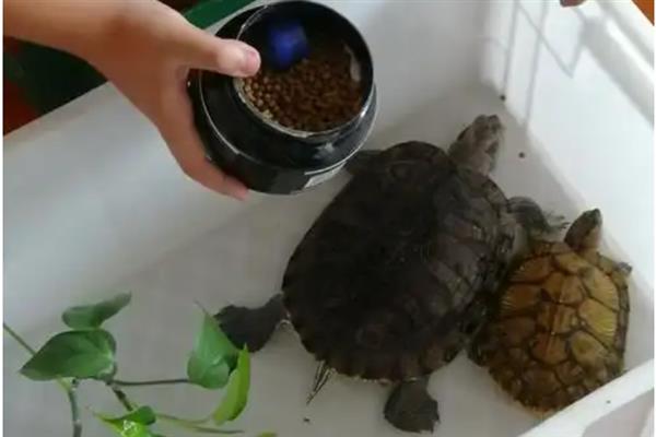 中华花龟的饲养方法，喜欢生活在浅水中