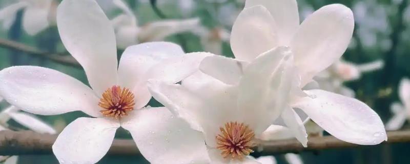 养护白玉兰的方法，使用透气且排水性好的微酸性土壤