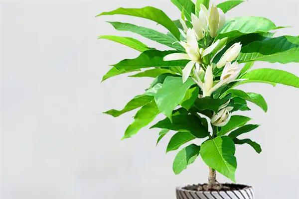 养护白玉兰的方法，使用透气且排水性好的微酸性土壤