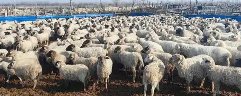 羊不反刍的民间土方治，可灌服苏打水