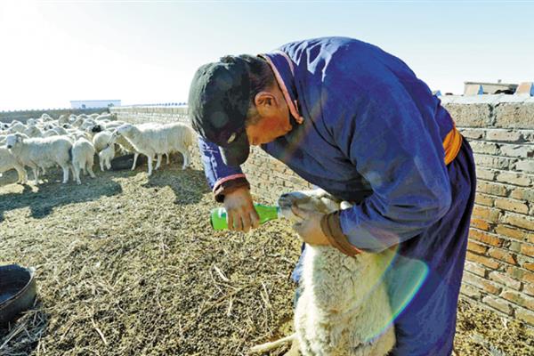 羊不反刍的民间土方治，可灌服苏打水