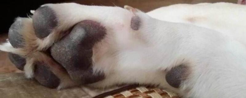 狗狗的脚肉垫受伤了怎么治疗，先做好消毒处理