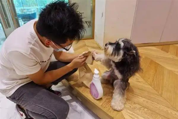 狗狗的脚肉垫受伤了怎么治疗，先做好消毒处理