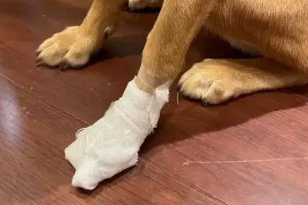 狗狗的脚肉垫受伤了怎么治疗，先做好消毒处理