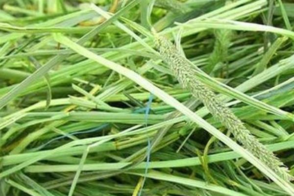 提摩西草能不能种植，提摩西草能种植